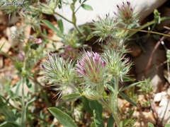 Trifolium dasyurum