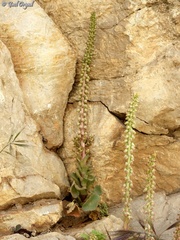 Umbilicus intermedius