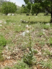 Verbascum damascenum
