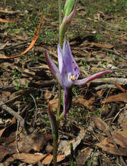 Thelymitra hiemalis