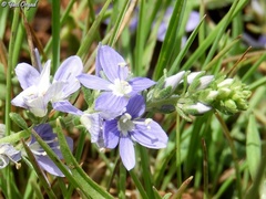 Veronica orientalis