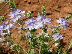 Veronica orientalis