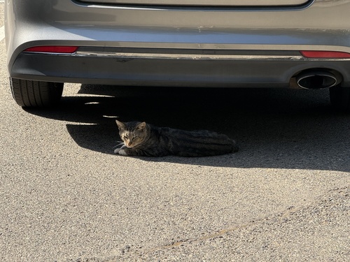 Domestic Cat