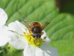 Eristalis cryptarum