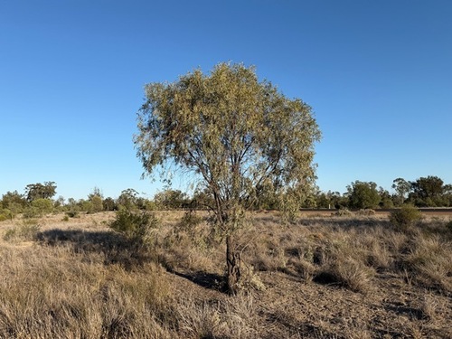 Acacia pendula, 2026-09-27