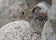 Ochotona macrotis