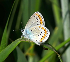 Plebejus argyrognomon