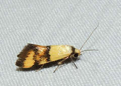 Temnogyropa stenomorpha