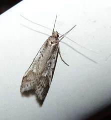 Philobota stella
