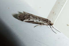 Philobota stella