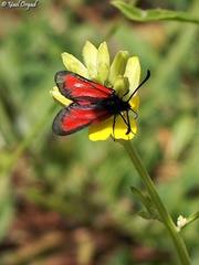 Zygaena brizae