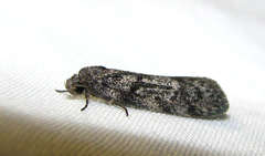 Ericrypsina chorodoxa