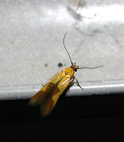 Stathmopoda auriferella