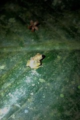 Diasporus
