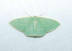 Chlorocoma melocrossa