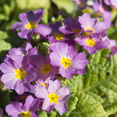 Primula vulgaris rubra