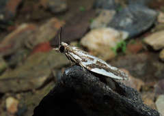 Technitis cataractis