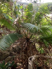 Cycas micronesica