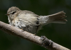 Phylloscopus sindianus