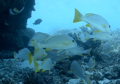 Plectorhinchus multivittatus