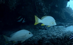 Plectorhinchus multivittatus