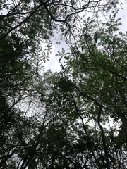 Comocladia macrophylla