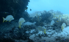 Plectorhinchus multivittatus