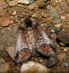 Drymoptila temenitis