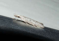 Phryganeutis cinerea