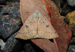 Androchela milvaria