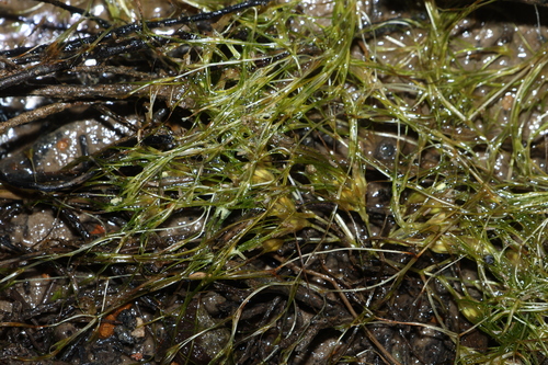 Althenia cylindrocarpa (Althenia cylindrocarpa)