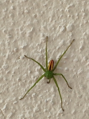 Micrommata