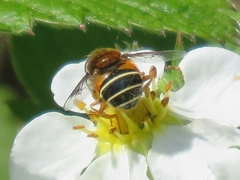 Eristalis cryptarum