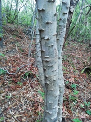 Piptadenia retusa