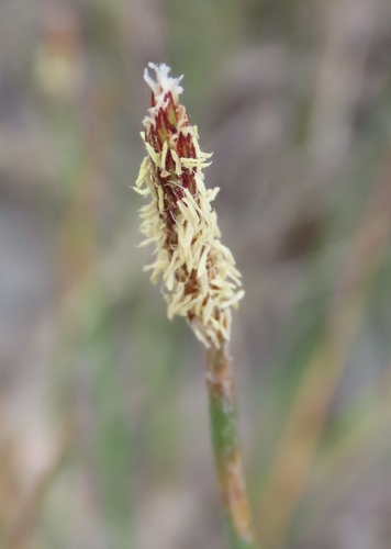Eleocharis acuta observed 2026-09-28
