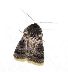 Proteuxoa rubripuncta