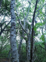 Piptadenia retusa