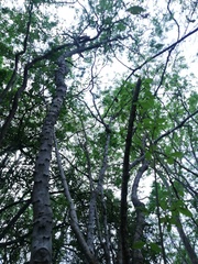 Piptadenia retusa