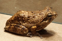Chiromantis petersii