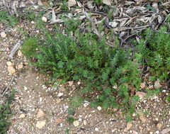 Gonocarpus elatus