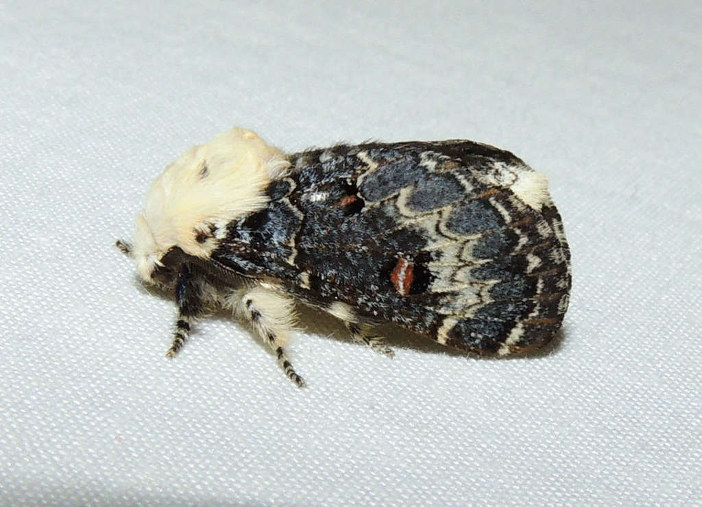 Genduara acedesta
