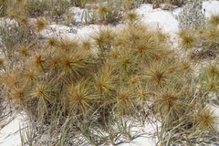 Spinifex hirsutus