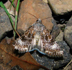 Heliothis punctifera
