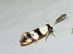 Zonopetala decisana