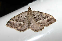 Chrysolarentia subrectaria