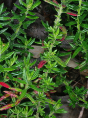 Gonocarpus elatus