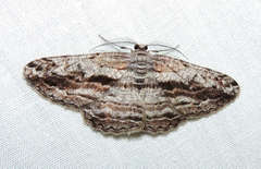 Scioglyptis chionomera