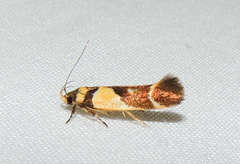 Macrobathra chrysotoxa