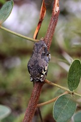 Chiromantis petersii