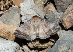 Dysbatus singularis